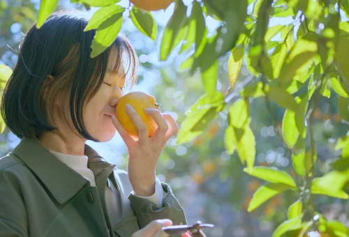 甘夏収穫体験の様子